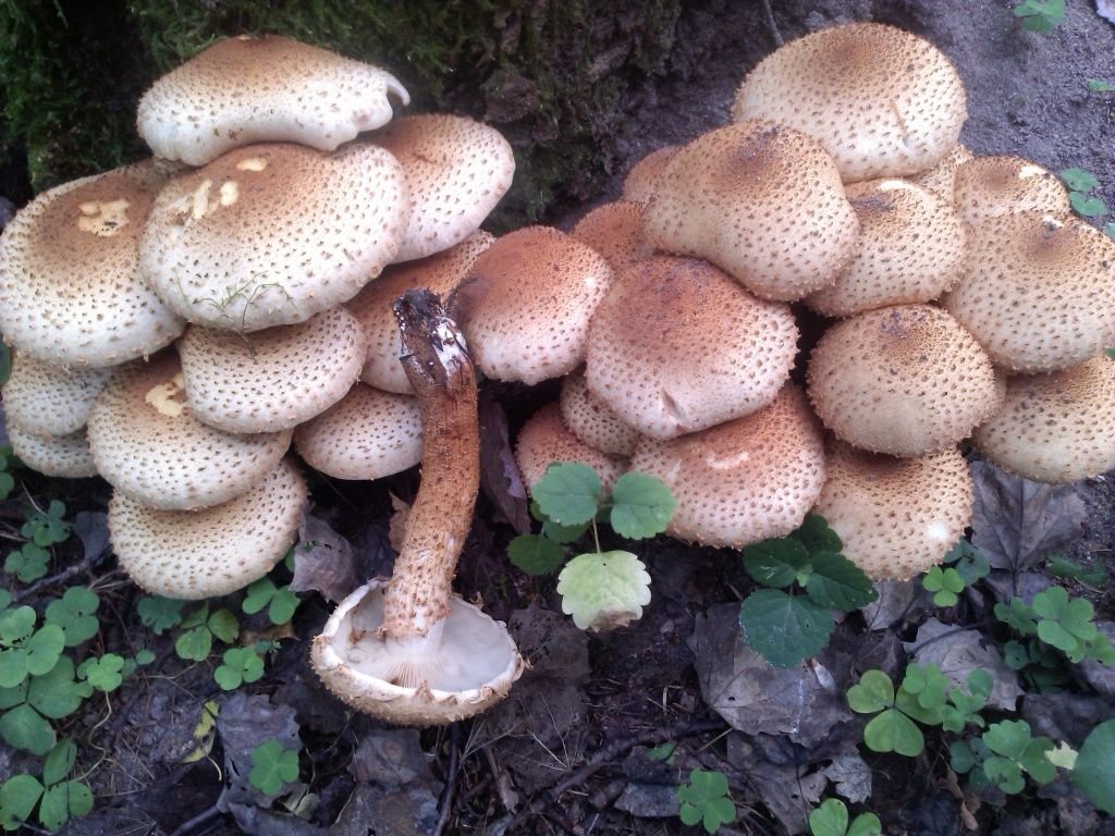 Чешуйчатка обыкновенная (Pholiota squarrosa)