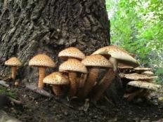 Чешуйчатка обыкновенная (Pholiota squarrosa)