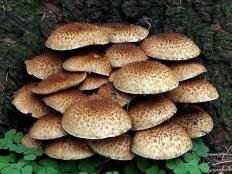 Чешуйчатка обыкновенная (Pholiota squarrosa)