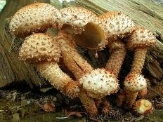 Чешуйчатка обыкновенная (Pholiota squarrosa)