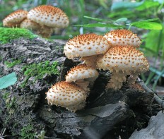 Pholiota squarrosa - Чешуйчатка обыкновенная