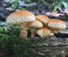 Pholiota squarrosa - Чешуйчатка обыкновенная