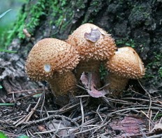 Pholiota squarrosa - Чешуйчатка обыкновенная