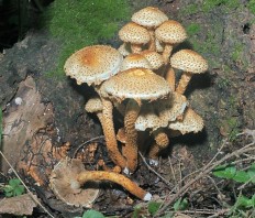 Pholiota squarrosa - Чешуйчатка обыкновенная