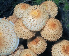 Pholiota squarrosa - Чешуйчатка обыкновенная