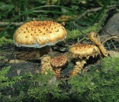 Pholiota squarrosa - Чешуйчатка обыкновенная