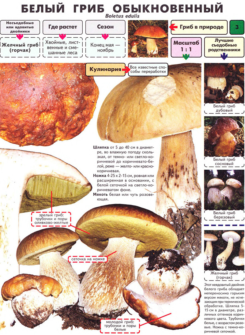 Белый гриб: описание, фото, как выглядит 