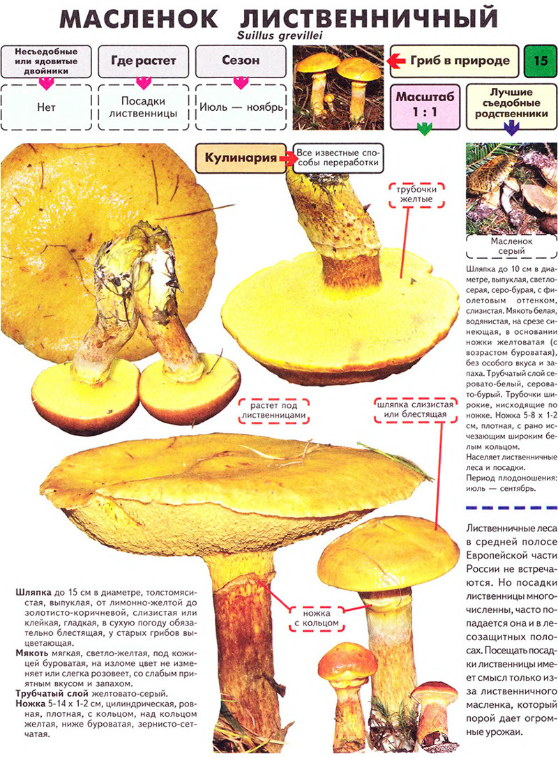 Масленок: описание, фото, как выглядит