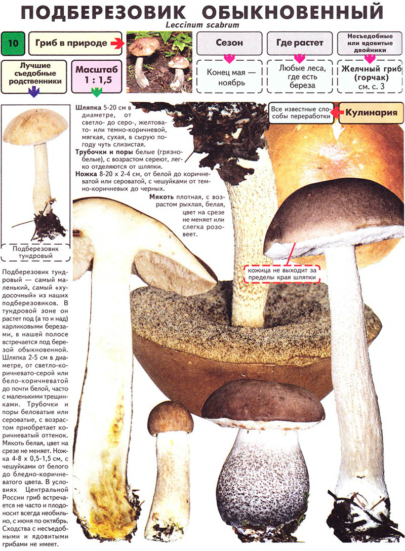 Подберезовик: описание, фото, как выглядит 