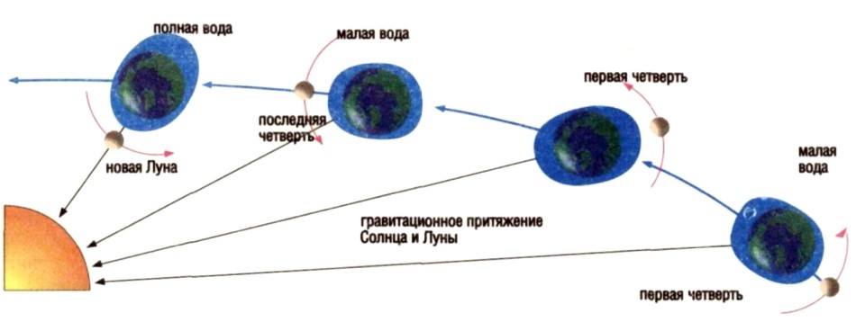 Как происходят приливы и отливы