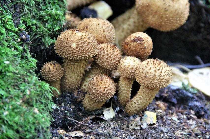 Pholiota squarrosa