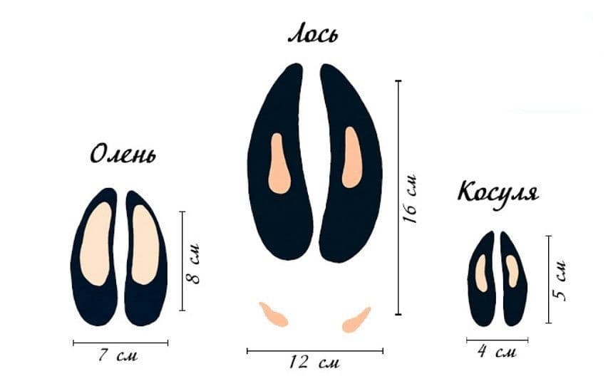 Следы парнокопытных