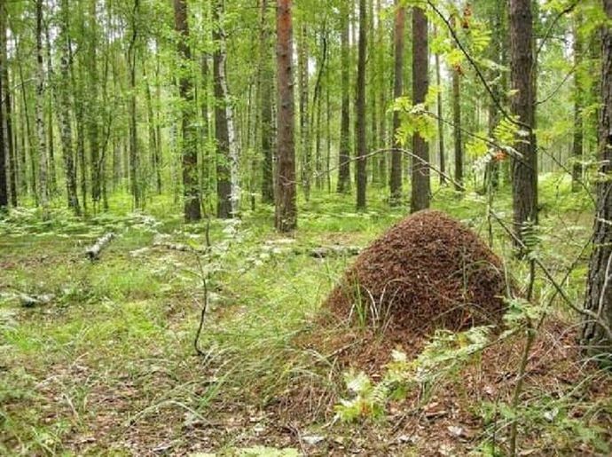 Муравейник на опушке в лесу