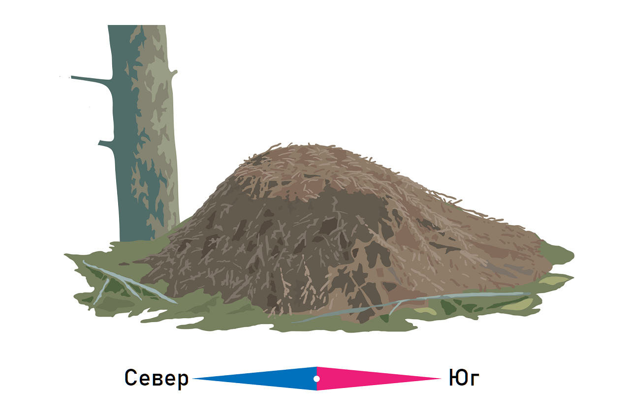 Определение сторон света с помощью расположения муравейника в лесу