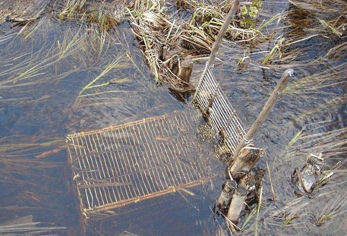 Уловистые насадки, наживки и прикормка для рыбалки, проверенные бывалыми рыбаками