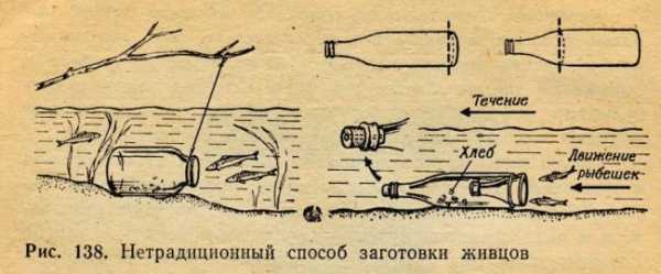 Ловушки для рыбы: как сделать ловушку и поймать рыбу без удочки